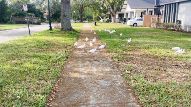 Lakeland, Fla USA - 03: 16 24: Florida 'nın sakin bir mahallesinde kaldırımda beyaz ördekler
