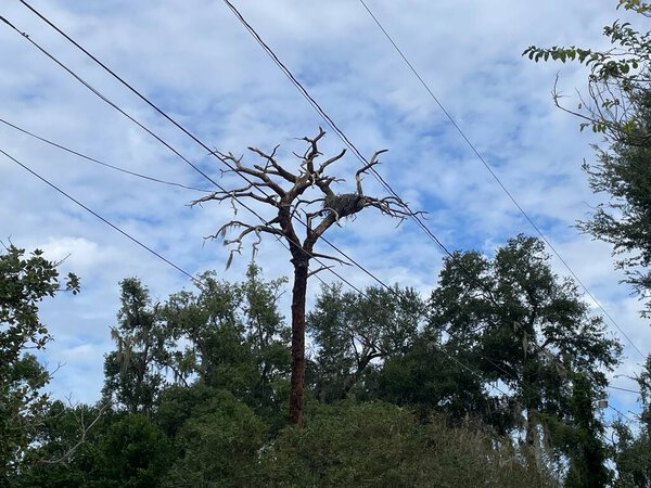 Lakeland, Fla USA - 10 11 24: Post hurricane Milton a tree stripped clean close up