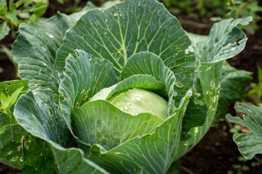 close up. white cabbage growing in the ground