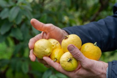 hands of a farmer picking a guava from the tree.  