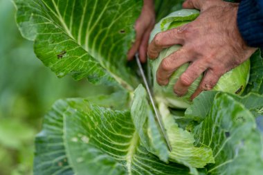 hands of a farmer picking a white cabbage. close up