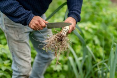 a farmer cutting the roots of a leek just picked from the ground. close up