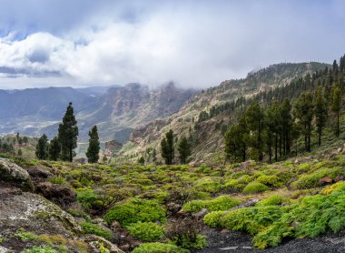 Gran Canaria 'nın tepesinde. Kanarya adaları