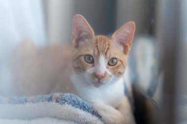 close up. brown and white cat with yellow eyes lying by the window