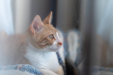 close up. brown and white cat with yellow eyes lying by the window