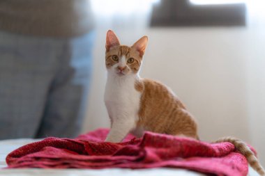   brown and white cat with yellow eyes sitting on a red blanket