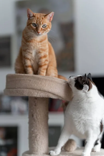 Dvě Domácí Bílé Kočky Hrají Vrcholu Škrábací Věže — Stock fotografie