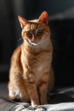 Yeşil gözlü kahverengi tekir kedi kameraya bakıyor. Kapat.