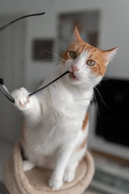 dikey kompozisyon. Sarı gözlü kahverengi ve beyaz kedi gözlükleri ısırır.