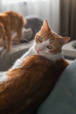 Kapat. Sarı gözlü kahverengi ve beyaz kedi gri bir kanepede yatıyor..