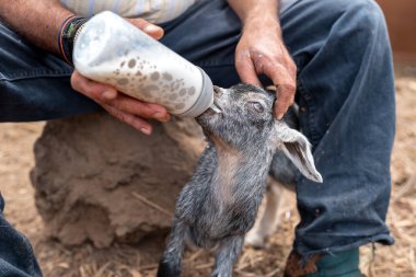 Bir çiftçi birkaç günlük gri bir keçiye bir şişe süt verir. Kapat.