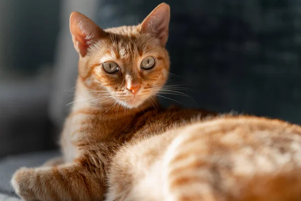Gato Tabby Marrón Con Ojos Verdes Mirando Cámara Cerca —  Fotos de Stock