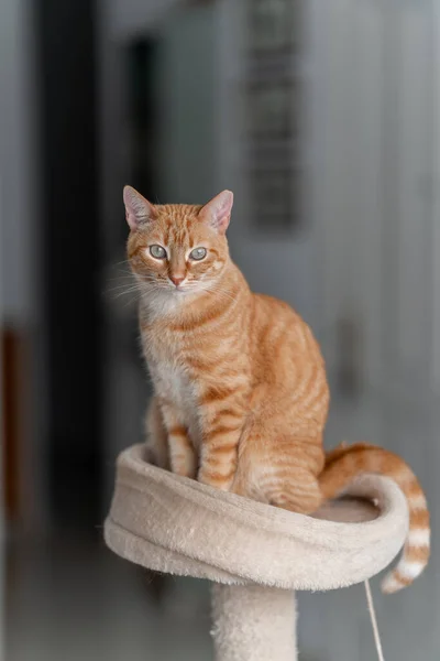 Κάθετη Σύνθεση Brown Tabby Γάτα Πράσινα Μάτια Κάθεται Στην Κορυφή — Φωτογραφία Αρχείου