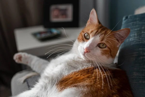 Nära Håll Brun Och Vit Katt Med Gula Ögon Liggande — Stockfoto