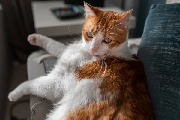 Nära Håll Brun Och Vit Katt Med Gula Ögon Liggande — Stockfoto