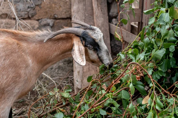 Una Cabra Marrón Come Hojas Las Ramas Árbol — Foto de Stock