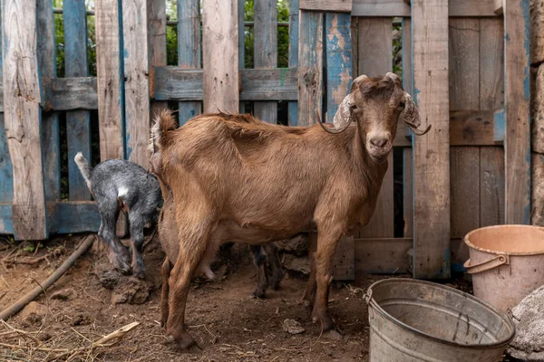 Una Cabra Marrón Dentro Establo Protege Ternero Pocos Días — Foto de Stock