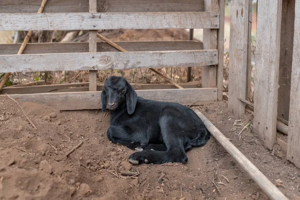 Una Cabra Negra Día Tirada Suelo Establo — Foto de Stock