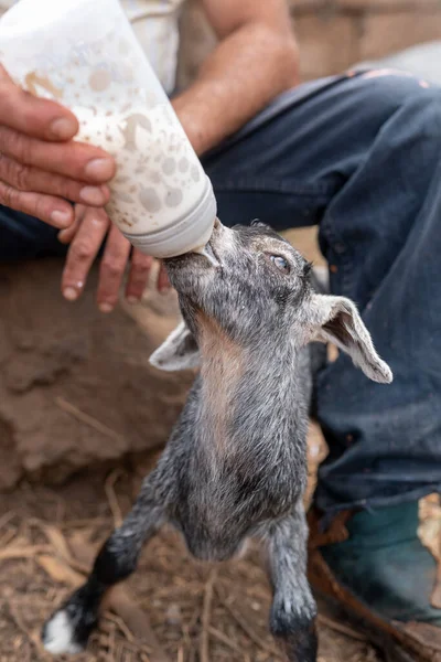Agricultor Una Botella Leche Una Cabra Gris Unos Días Edad — Foto de Stock
