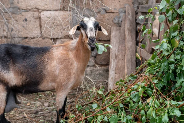 Una Cabra Marrón Come Hojas Las Ramas Árbol — Foto de Stock