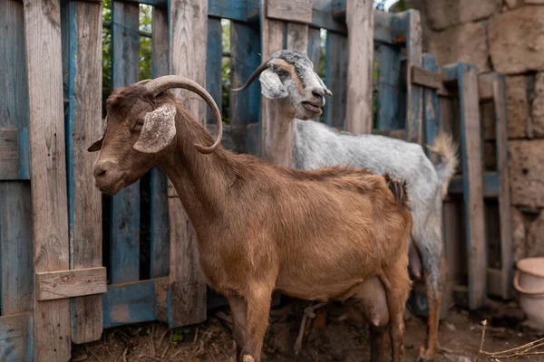 Algunas Cabras Establo Cerca — Foto de Stock
