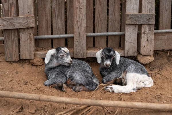 Dos Cabras Grises Unos Días Edad Que Yacen Suelo Establo — Foto de Stock