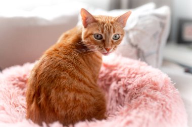 Pembe yatağın üzerinde yeşil gözlü kahverengi tekir kedi. Kapat.