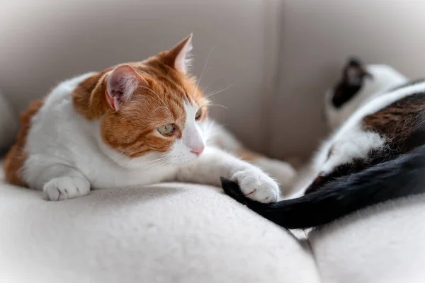 褐色和白色的猫 黄眼睛 和另一只猫在沙发上玩耍 关门了 — 图库照片
