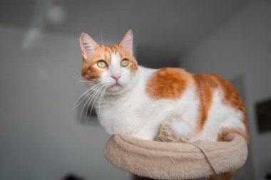 Kahverengi ve beyaz kedinin sarı gözleri çizik kulesinin tepesinde