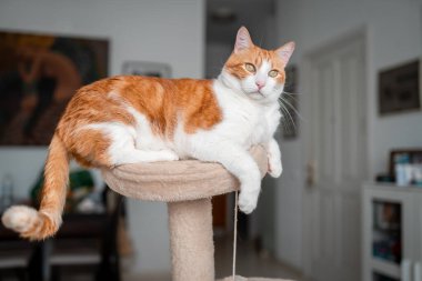 Kahverengi ve beyaz kedinin sarı gözleri çizik kulesinin tepesinde