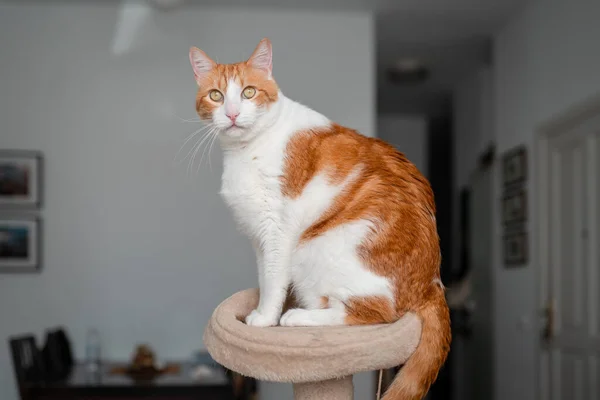 茶色く白の猫で黄色い目の塔の上に — ストック写真