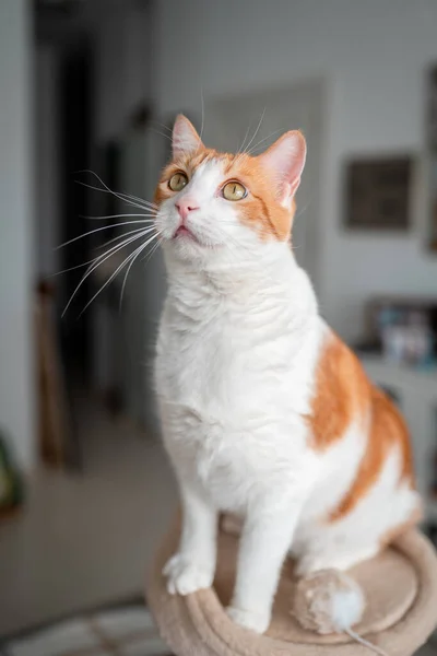 Braune Und Weiße Katze Mit Gelben Augen Auf Der Spitze — Stockfoto