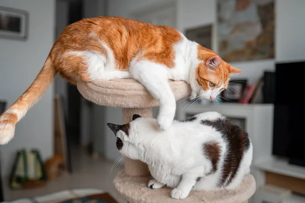 two domestic white cats play on the top of a scratching tower