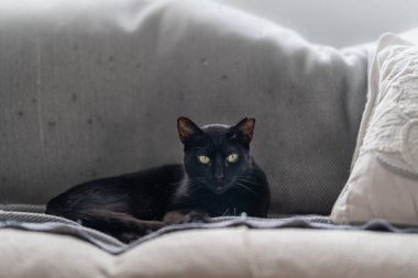 Yeşil gözlü kara kedi gri bir kanepede uzanmış kameraya bakıyor.