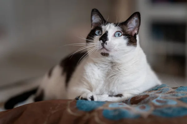Gato Blanco Negro Con Ojos Azules Acostado Una Almohada Marrón —  Fotos de Stock