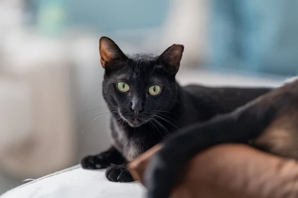 black cat with green eyes lying on a gray sofa looks at the camera