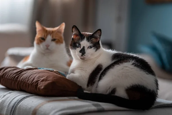 Två Inhemska Vita Katter Liggande Brun Kudde Titta Kameran — Stockfoto