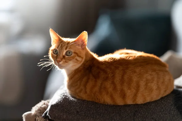 Brun Tabby Katt Med Gröna Ögon Ligger Grå Soffa Ljuset — Stockfoto