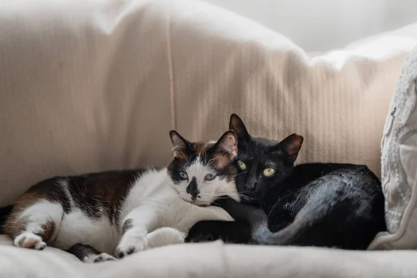 Schwarz Weiße Katze Und Schwarze Katze Schlafen Zusammen Auf Einem — Stockfoto