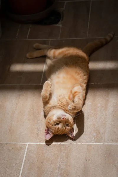 陽射しの下の床に緑の目をした茶色いタビー猫 — ストック写真