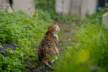 Bahçede yeşil gözlü vahşi kahverengi tekir kedi. Kapat.