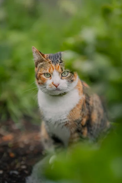 Gato Tabby Marrón Salvaje Con Ojos Verdes Jardín Cerca —  Fotos de Stock