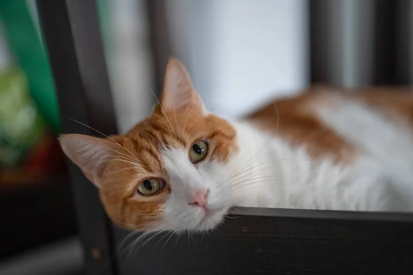 Brun Och Vit Katt Med Gula Ögon Tittar Kameran Närbild — Stockfoto