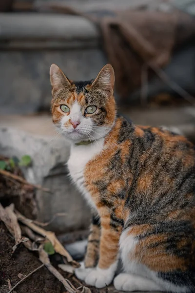 Dziki Brązowy Kot Zielonymi Oczami Ogrodzie Zbliżenie — Zdjęcie stockowe
