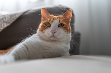 Sarı gözlü kahverengi ve beyaz kedi gri bir kanepede yatıyor. Kapat.