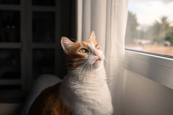 Brun Och Vit Katt Med Gula Ögon Vid Fönstret Vid — Stockfoto