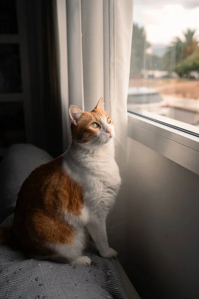 Braune Und Weiße Katze Mit Gelben Augen Fenster Bei Sonnenuntergang — Stockfoto