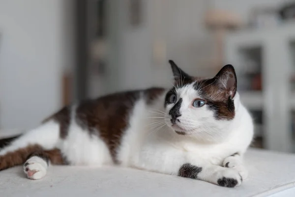 Ασπρόμαυρη Γάτα Μπλε Μάτια Ξαπλωμένη Λευκό Καναπέ Κλείσιμο — Φωτογραφία Αρχείου