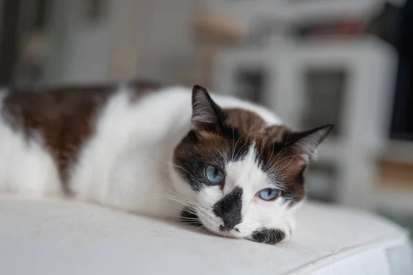 Gato Blanco Negro Con Ojos Azules Acostado Sofá Blanco Cerca — Foto de Stock