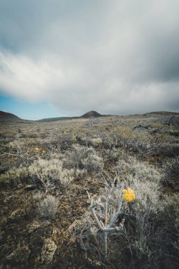 El Sabinal 'daki çölsel ve volkanik manzaralar. El Hierro adası. Kanarya adaları. İspanya